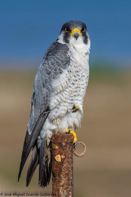 Falco peregrinus calidus-Falcón peregrino - Falcó pelegrí - Belatz handia - Peregrine falcon
