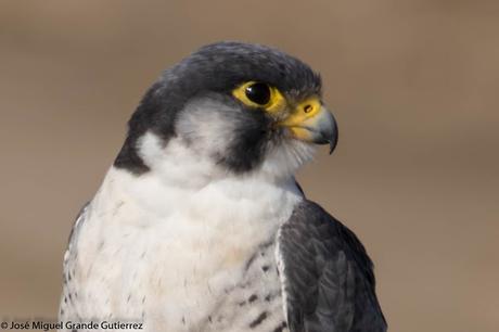 Falco peregrinus calidus-Falcón peregrino - Falcó pelegrí - Belatz handia - Peregrine falcon
