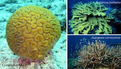 Corales montaje