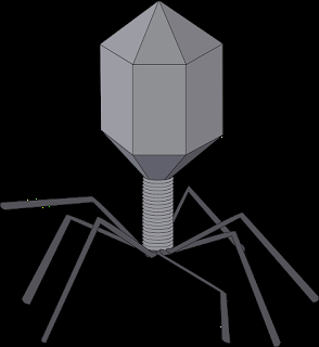 La diarrea de langosta que llevó al descubrimiento de los bacteriófagos La diarrea de langosta que llevó al descubrimiento de los bacteriófagos