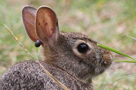 Las Garrapatas En Conejos: Qué Son, Cómo Se Transmiten Y Cuál Es El Tratamiento