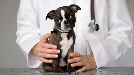 La Ehrlichiosis En Perros: Una Infección Común Causada Por Las Garrapatas