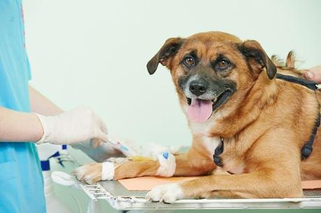 La Ehrlichiosis En Perros: Una Infección Común Causada Por Las Garrapatas