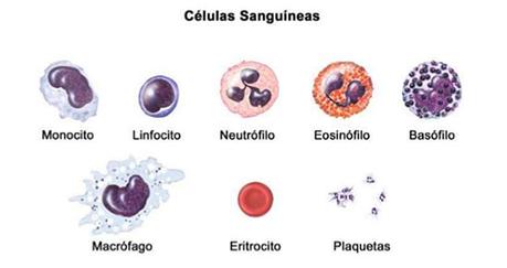 Tipos de leufocitos