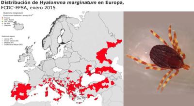 hyalomma-marginatum