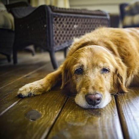 Envejecimiento cerebral canino - Síntomas y causas