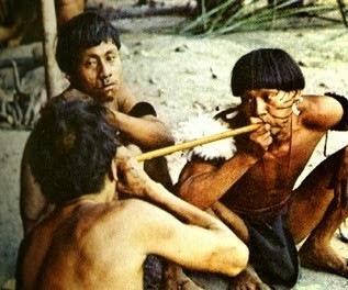 Los indios yanomamis y su ritual sagrado: comer  las cenizas de sus muertos