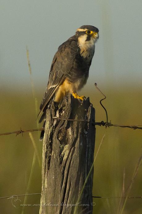 Halcón plomizo (Aplomado falcon) Falco femoralis