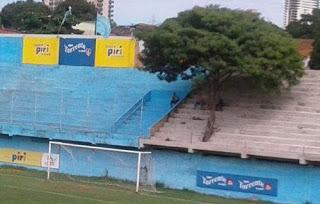 Un estadio, un árbol