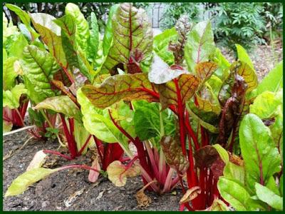 Acelga roja Matas de acelga roja