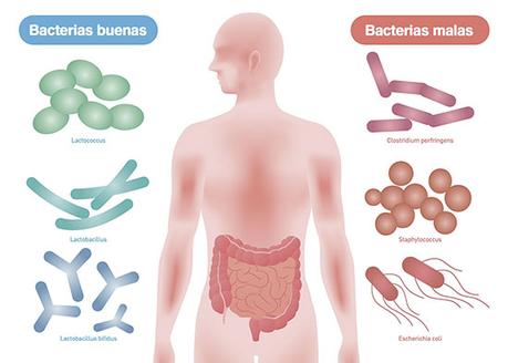 Bacterias de la flora intestinal