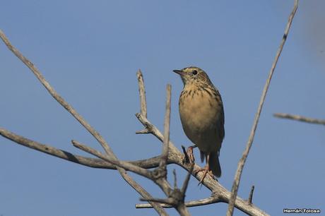 Berra (abril 2017) Berra (abril 2017)