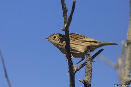 Berra (abril 2017) Berra (abril 2017)