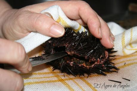 Cómo limpiar oricios,erizos de mar