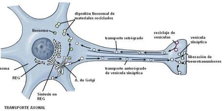 Sistema Nervioso (II)