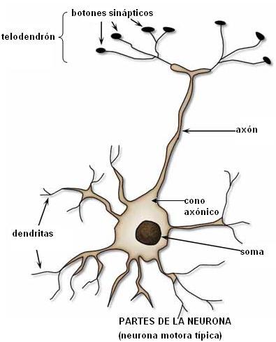 Sistema Nervioso (II)