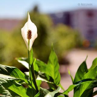 Fotografia_Nikon_Abuelohara