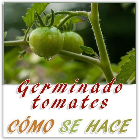 GERMINAR TOMATES A PARTIR DE SEMILLAS Germimar tomates a partir de semillas