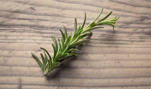 5 plantas que te ayudarán a mejorar la memoria 5 plantas que te ayudarán a mejorar la memoria