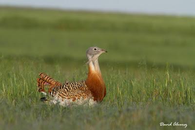 Avutardas y sisones por los campos de Toledo