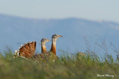 Avutardas y sisones por los campos de Toledo Avutardas y sisones por los campos de Toledo