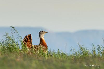 Avutardas y sisones por los campos de Toledo