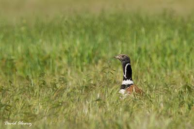 Avutardas y sisones por los campos de Toledo