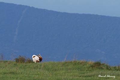 Avutardas y sisones por los campos de Toledo Avutardas y sisones por los campos de Toledo