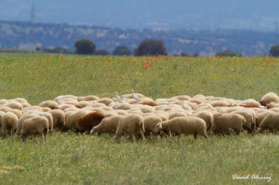 Avutardas y sisones por los campos de Toledo