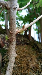 Diorama con Acers Campestres : 20 primavera