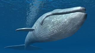 La #Ballena azul un juego macabro La #Ballena azul un juego macabro