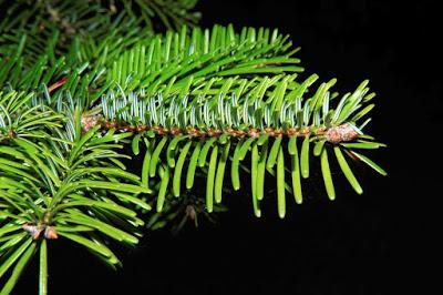 El abeto, un árbol con muchos beneficios para la salud