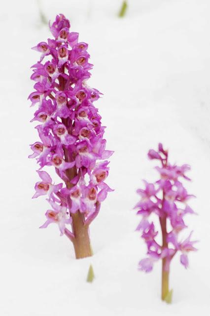 A las orquídeas no les gusta la nieve A las orquídeas no les gusta la nieve