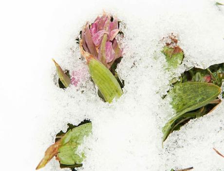 A las orquídeas no les gusta la nieve A las orquídeas no les gusta la nieve