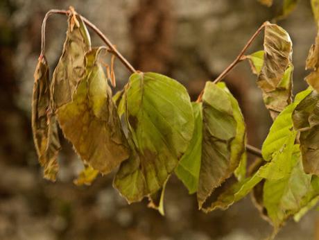 A las orquídeas no les gusta la nieve A las orquídeas no les gusta la nieve