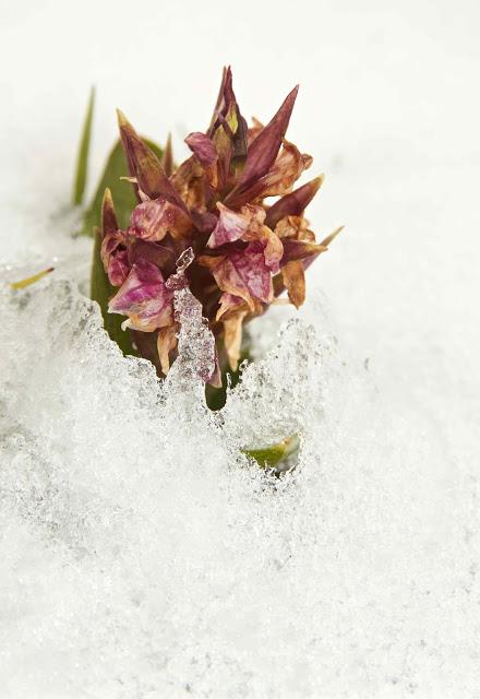 A las orquídeas no les gusta la nieve A las orquídeas no les gusta la nieve