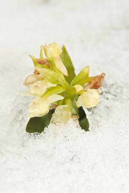 A las orquídeas no les gusta la nieve A las orquídeas no les gusta la nieve