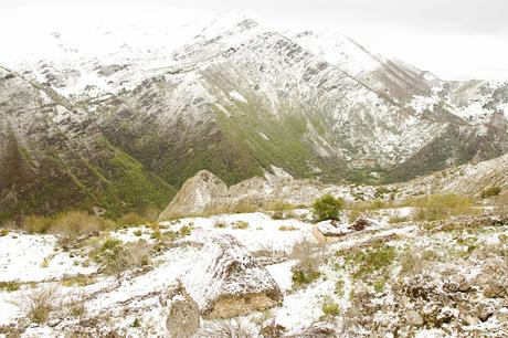 A las orquídeas no les gusta la nieve A las orquídeas no les gusta la nieve