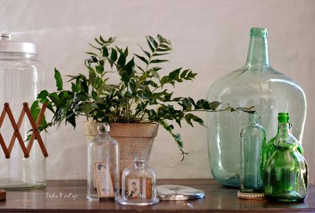 8 PLANTAS QUE ME TIENEN FASCINADA - CUIDADOS Y CÓMO DECORAR CON ELLAS