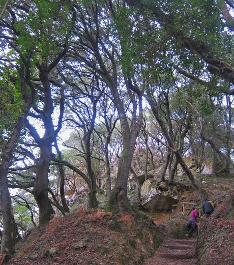 De Buelna a Pimiango (Senda costera por Cobijeru , El Pindal y Monasterio de Tina)