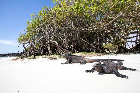 Iguanas nadadoras y pinzones curiosos