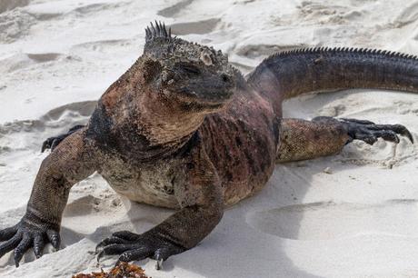 Iguanas nadadoras y pinzones curiosos