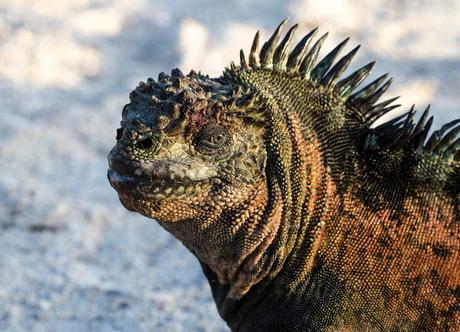 Iguanas nadadoras y pinzones curiosos