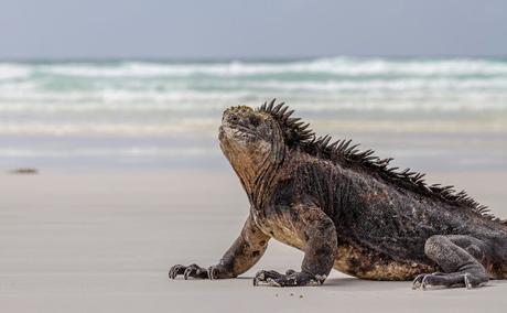 Iguanas nadadoras y pinzones curiosos