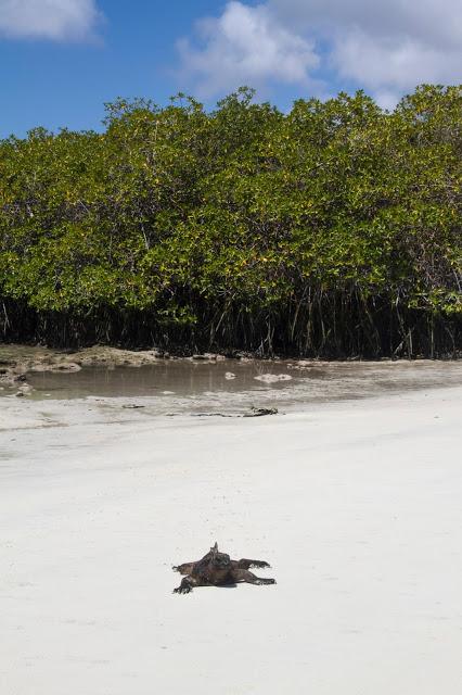 Iguanas nadadoras y pinzones curiosos