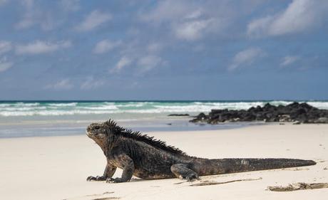 Iguanas nadadoras y pinzones curiosos