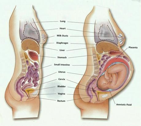 Evolución de la barriga en el embarazo mes a mes Evolución de la barriga en el embarazo mes a mes