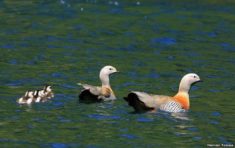 Familia de cauquén real