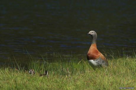 Familia de cauquén real