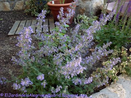 Nepeta. Ellas solas se autosiembran Nepeta. Ellas solas se autosiembran